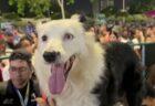 シドニーの施設の上に、バットマンの衣装を着た人物が出現【動画】