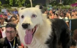ベネズエラの大地震で多くの命を救った救助犬、栄誉を称え銅像が建てられる