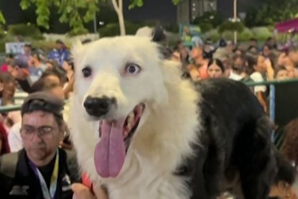 ベネズエラの大地震で多くの命を救った救助犬、栄誉を称え銅像が建てられる