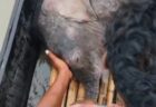 インドで川に流された子供のゾウ、漁師が3kmも追跡して救助