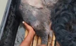 インドで川に流された子供のゾウ、漁師が3kmも追跡して救助