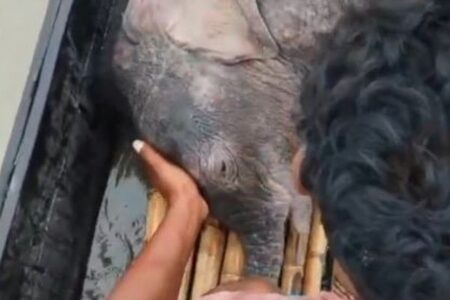 インドで川に流された子供のゾウ、漁師が3kmも追跡して救助