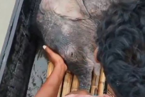 インドで川に流された子供のゾウ、漁師が3kmも追跡して救助