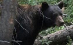 クマが住宅に侵入し、高齢者の女性を襲撃【アメリカ】