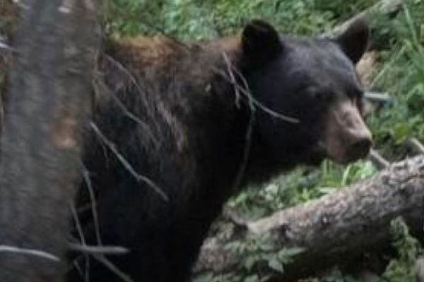 クマが住宅に侵入し、高齢者の女性を襲撃【アメリカ】
