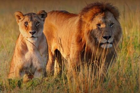 タンザニアの保護区で10頭のライオンが死亡、毒物を摂取か？