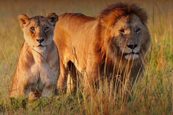 タンザニアの保護区で10頭のライオンが死亡、毒物を摂取か?