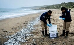 南アフリカの沿岸でイワシが大量死、科学者らが原因を調査