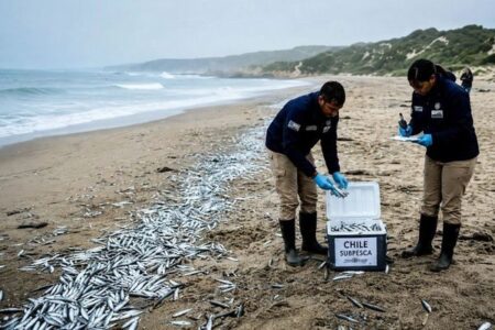 南アフリカの沿岸でイワシが大量死、科学者らが原因を調査