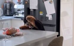 「よいしょ、よいしょ」テーブルの上のベーコンを取ろうと、前足を伸ばすワンコ【動画】