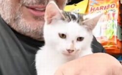 NYで誘拐された子猫、無事に飼い主の元へ戻される【動画】