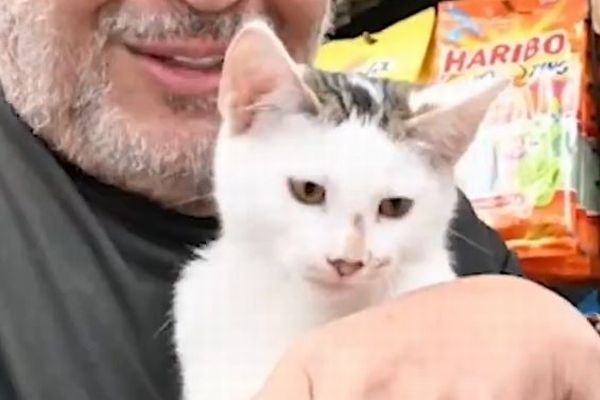 NYで誘拐された子猫、無事に飼い主の元へ戻される【動画】