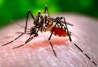 米・フロリダ州でデング熱の患者が増加、1人が死亡