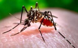 米・フロリダ州でデング熱の患者が増加、1人が死亡