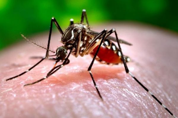 米・フロリダ州でデング熱の患者が増加、1人が死亡