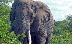 アフリカゾウが家族を治療するため、数十種類もの植物を薬として利用