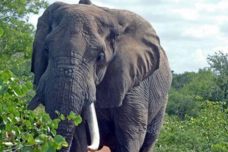 アフリカゾウが家族を治療するため、数十種類もの植物を薬として利用