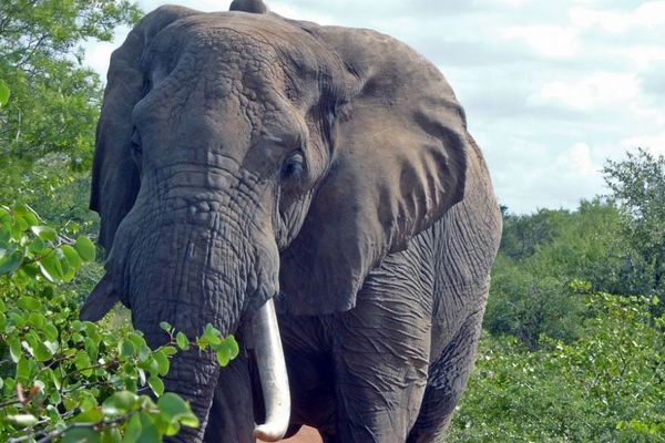 アフリカゾウが家族を治療するため、数十種類もの植物を薬として利用