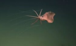 深海に生息する腕の長いイカ、北東太平洋での生体の撮影に初めて成功【動画】