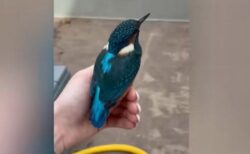 野生のカワセミが、女性の掌に10分間も乗り続ける【動画】