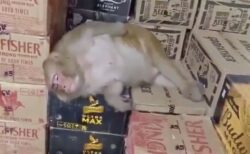 酒屋に押し入り、ボトルを空けて寝落ちするインドのサルが可愛い