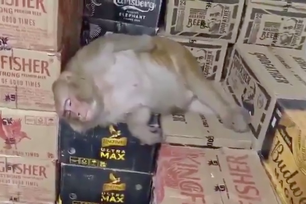 酒屋に押し入り、ボトルを空けて寝落ちするインドのサルが可愛い