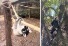 孤児のアライグマに生存技術を教える「ブートキャンプ」　野生復帰を目指して特訓、卒業式へ