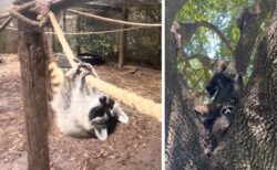 孤児のアライグマに生存技術を教える「ブートキャンプ」　野生復帰を目指して特訓、卒業式へ