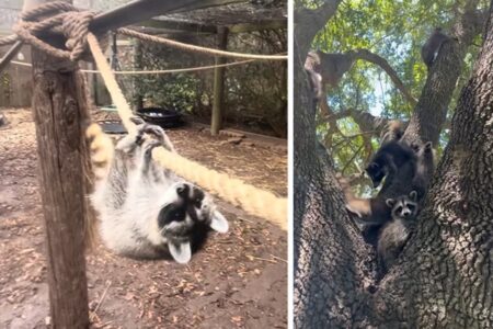 孤児のアライグマに生存技術を教える「ブートキャンプ」　野生復帰を目指して特訓、卒業式へ