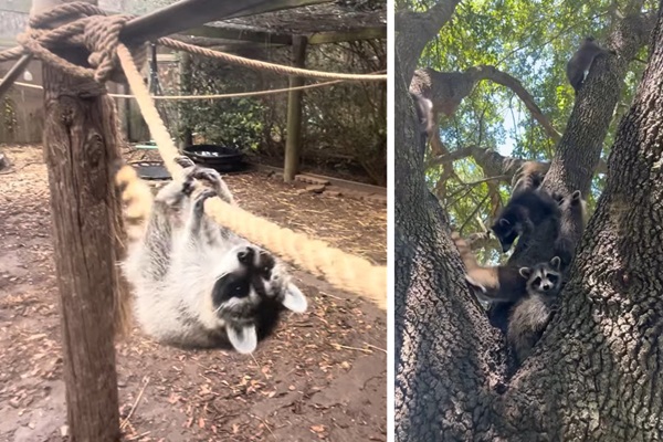 孤児のアライグマに生存技術を教える「ブートキャンプ」　野生復帰を目指して特訓、卒業式へ