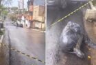 サンパウロで「残虐な痕跡が見られる遺体」相次ぐ　9月に6遺体、10月にも袋詰めの男性を発見