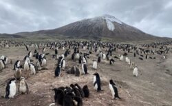 世界最大のペンギンのコロニーで約50万羽も減少、気候変動の影響による可能性