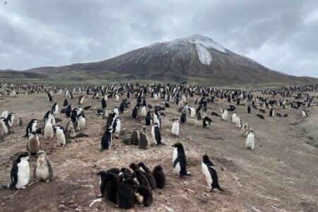 世界最大のペンギンのコロニーで約50万羽も減少、気候変動の影響による可能性