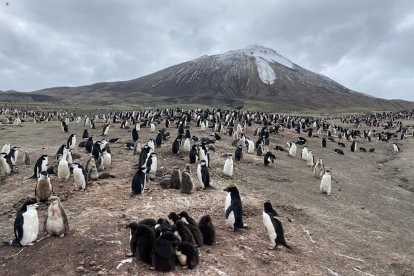 世界最大のペンギンのコロニーで約50万羽も減少、気候変動の影響による可能性