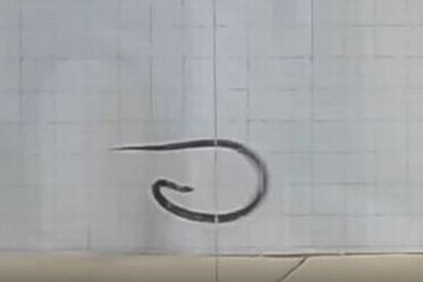 高速で縦回転しながら逃げるヘビ、動きの仕組みを解明【動画】