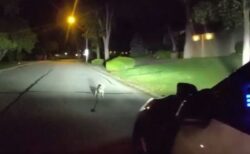ガレージで負傷した飼い主のため、忠実な犬が警察官を自宅へ導く【動画】