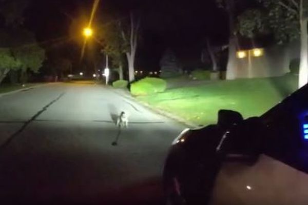 ガレージで負傷した飼い主のため、忠実な犬が警察官を自宅へ導く【動画】