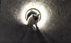 排水管に閉じ込められた子猫、小型ロボットを使い救助に成功