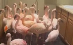フロリダ州に上陸したハリケーンのため、フラミンゴたちがトイレに避難【動画】