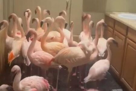 フロリダ州に上陸したハリケーンのため、フラミンゴたちがトイレに避難【動画】