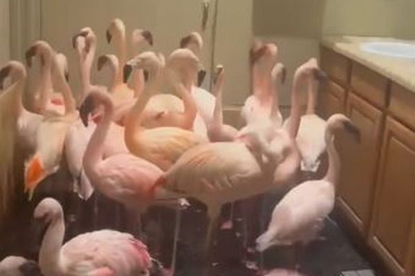 フロリダ州に上陸したハリケーンのため、フラミンゴたちがトイレに避難【動画】