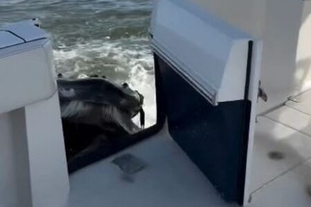 NY州の沖合で、浮上してきたザトウクジラがボートに激突【動画】