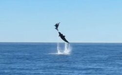 カリフォルニア州の沖合でイルカが大ジャンプ！観光客もびっくり【動画】