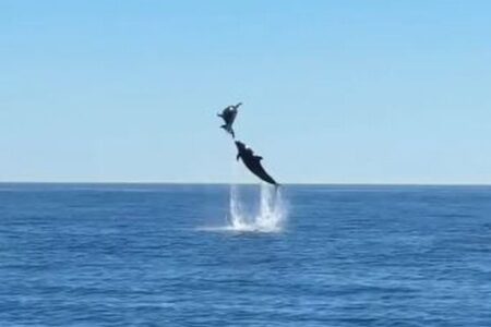 カリフォルニア州の沖合でイルカが大ジャンプ!観光客もびっくり【動画】