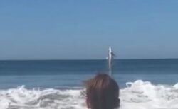 ホホジロザメが海面から垂直にジャンプ、目撃者も驚愕【動画】