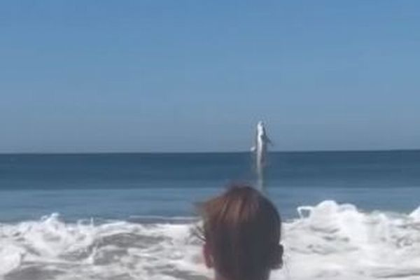 ホホジロザメが海面から垂直にジャンプ、目撃者も驚愕【動画】