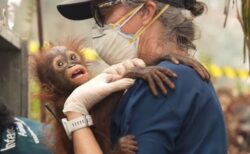 大規模な森林火災が続くボルネオ島、53頭のオランウータンを救出