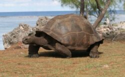 セーシェル諸島に生息するゾウガメの個体数が増加、保護活動の成果