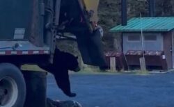 ゴミ収集車の扉を開けたら、中から大きなクマが出てきた！【動画】