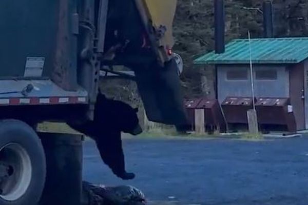 ゴミ収集車の扉を開けたら、中から大きなクマが出てきた!【動画】